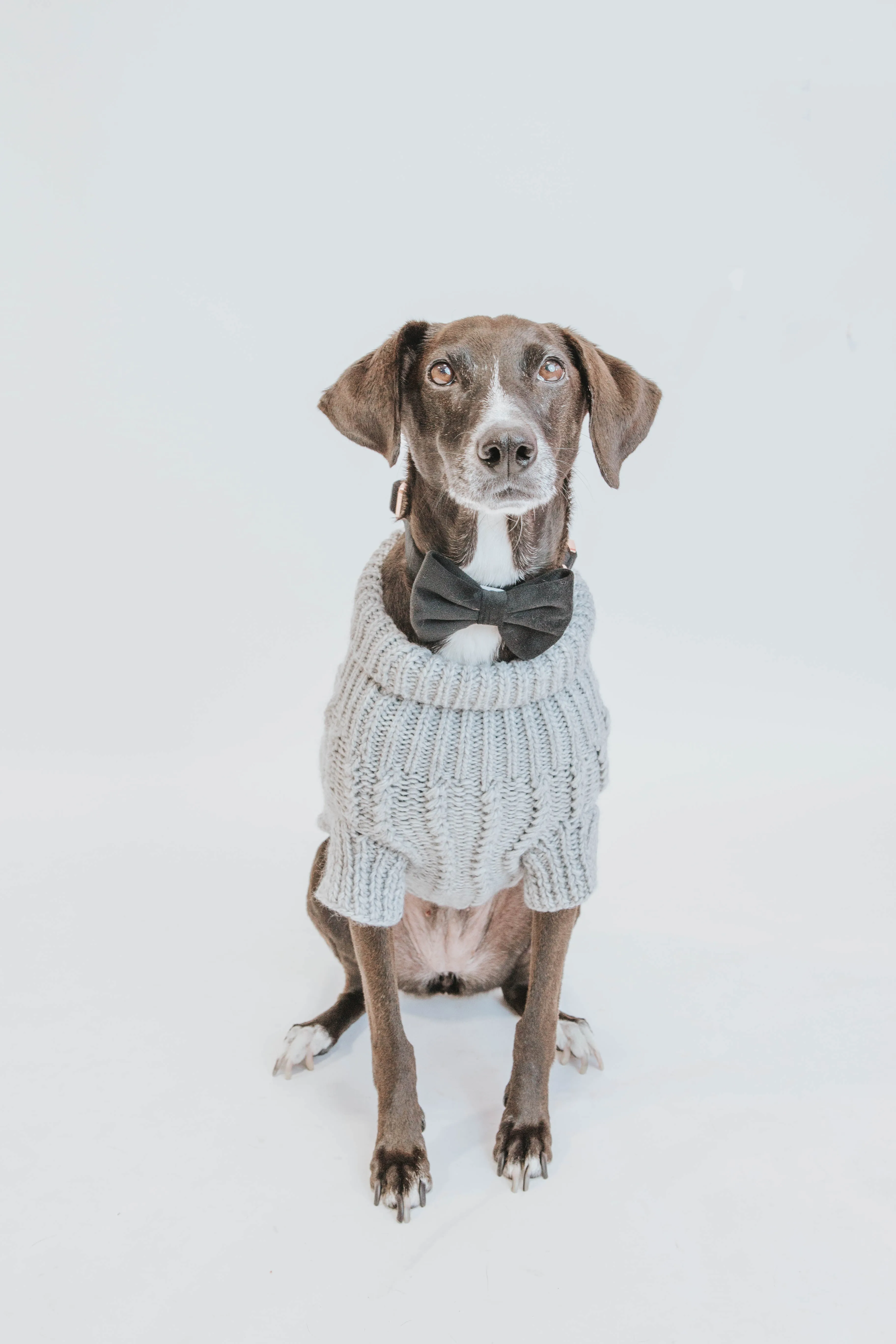 Dog Cable Knit Sweater - Gray